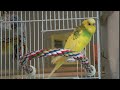 Parakeet Chirping images Parakeet Chirping