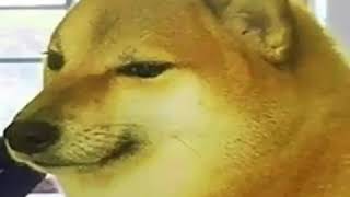 funny chees dog dot mov