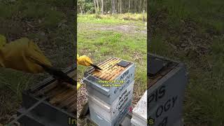 How To Protect Bee Hives From Small Hive Beetle In Australia