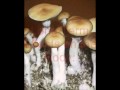 Psilocybin (Mushrooms)