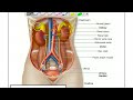 kidney
