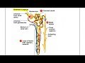 kidney