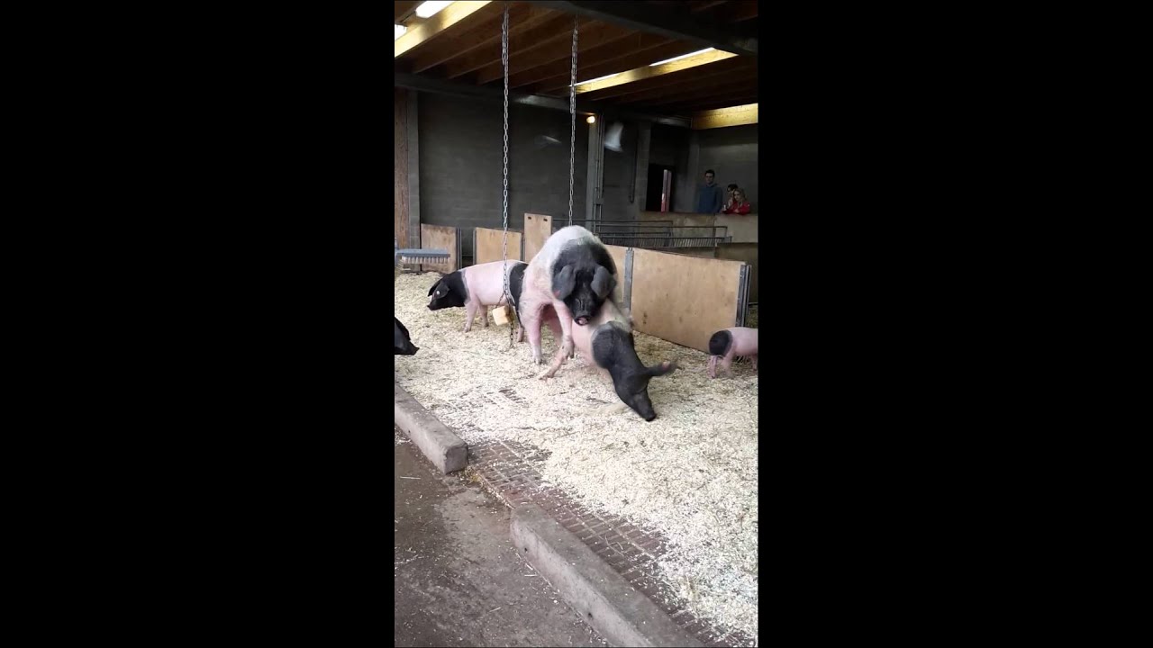 Свинья Трахает Шлюху