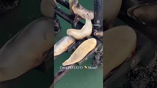 Potato Or Sausage