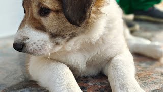 Worlds Most Dangerous Dog Breed Bully Kutta