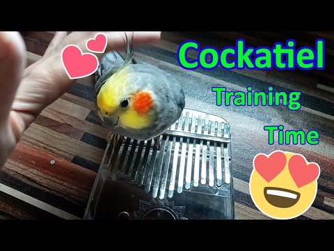 Cockatiel Enjoying Company With Owner | Cockatiel Bond Training | Cockatiel Sounds | #pets #birds Cockatiel Enjoying Company With Owner | Cockatiel Bond Training | Cockatiel Sounds | #pets #birds