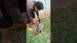 Menggendong Musang Pandan Gendut