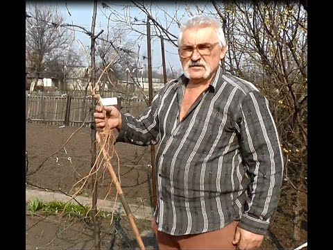 Как посадить грецкий с саженца Как посадить грецкий с саженца