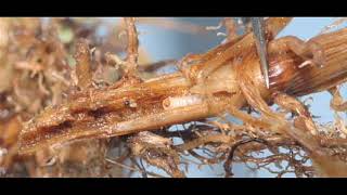 Billbugs