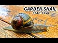 Garden Snail Facts: a SNAIL with RACING STRIPES 🐌 Animal Fact Files