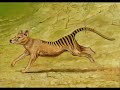 tranquilatus