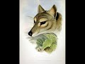 tranquilatus