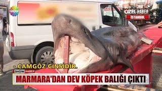 Marmara'dan dev köpek balığı çıktı