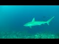 Scuba Shark Diving Buceando Con Tiburones Isla Providencia Colombia 2013