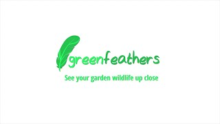 Green Feathers | See Garden Wildlife Up Close