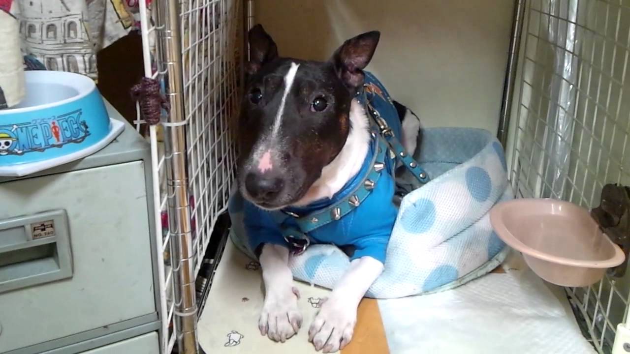 pug bull terrier pug bull terrier jhon かわいい声 pug bull terrier pug bull terrier jhon かわいい声