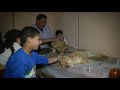 Raw: Gaza Family Adopts Two Lion Cubs