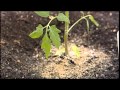 Tips for Critter & Insect Control - Vegetable Garden - Episode 5 Tips for Critter & Insect Control - Vegetable Garden - Episode 5