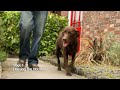 dog training