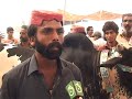 Eid Ul Azha Mandi Pkg By Saad Bukhari images Eid Ul Azha Mandi Pkg By Saad Bukhari