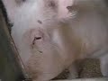 This Little Piggy This Little Piggy