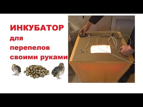 Дезинфекция квартиры от лишая своими руками 52