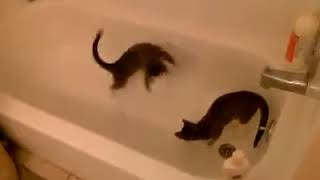 Kittens Playing With A Ping Pong Ball In The Bathtub. Cats On That Catnip