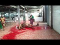 Camel Slaughter Menyembelih Unta images Camel Slaughter Menyembelih Unta