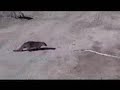 mongoose