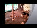 Como criar pollos de corral , pollos caseros ( primer vídeo )