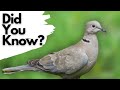 Things you need to know about COLLARED DOVES!