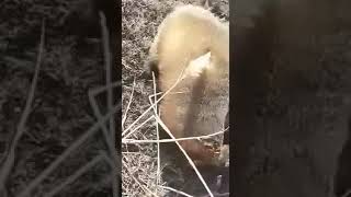 Первая Притравка Ягдтерьера По Барсуку