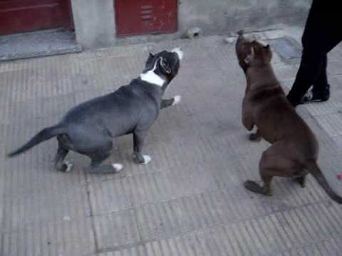 Imágenes de perros pitbull | Imágenes