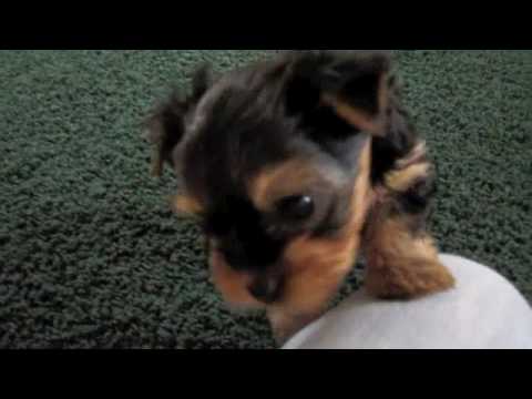 6 week yorkie puppies 020910 videolike 6 week yorkie puppies 020910 videolike