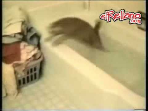 GATOS ESTUPIDOS COM gatos estupidos com: