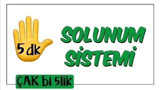 5 dk'da Solunum Sistemi | Çak Bi 5lik