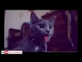 cute cat