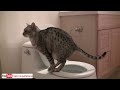 cute cat