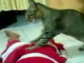image Kucing Adek Ku Dibah Bisa Pijat Kusuk
