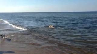 Morning Swimming Team