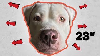 How to make a dogs head bigger! Grow your bully’s block head!!