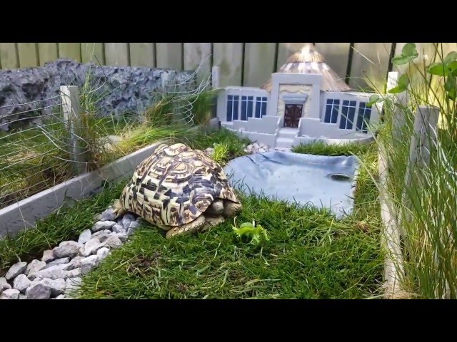 Pet Owner Makes Miniature Jurassic Park For Tortoise - Video