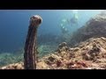 Sex on the Reef - Reef Life of the Andaman - Part 24
