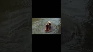 Dinosaurs Life Episode 1 Full Vedio Link In Description