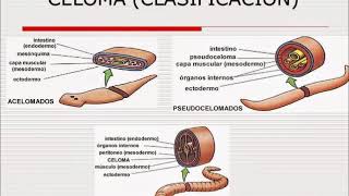 Principios De Zoología 5. Embriogénesis Principios Más Adelante En Embriología Más