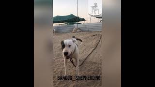 Bull Terrier,Battle Cross Bull Terrier,Game Dog