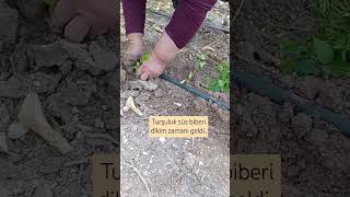 Turşuluk Biber Diktik.