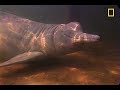Weird Nature: Pink Dolphins?