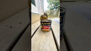 Adorable Chipmunk Eats Breakfast