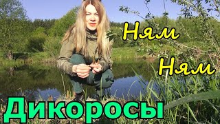 Ем Дикоросы В Лесу. Вместо Лекарств Дикие Растения